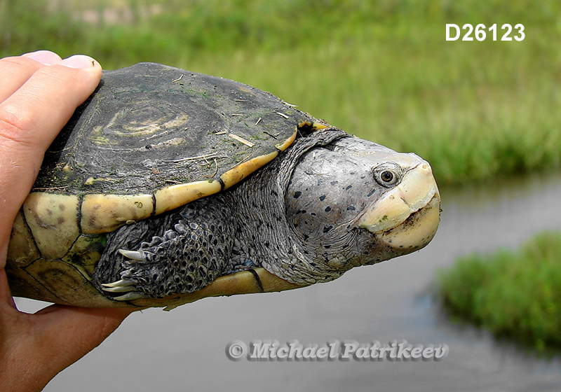 Malaclemys terrapin (Diamondback Terrapin)